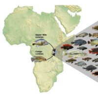 Diversification of Cichlid Fish in Lake Victoria Mud Cores Linked to Their Evolutionary Success